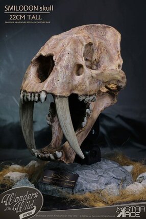 Preorder: Wonders of the Wild Series Statue Smilodon Skull Fossil 22 cm