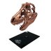 Preorder: Jurassic Park Scaled Prop Replica T-Rex Skull 10 cm