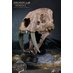 Preorder: Wonders of the Wild Series Statue Smilodon Skull Fossil 22 cm